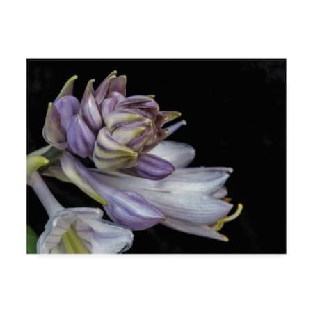 Kurt Shaffer 'Hosta Flower Unfolding' Canvas Art,35x47